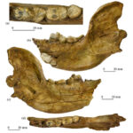 Доисторическому медведю дали имя известного палеонтолога и бога индейцев майя