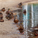 Коктейли из лекарств в водоемах ускорили устойчивость к антибиотикам