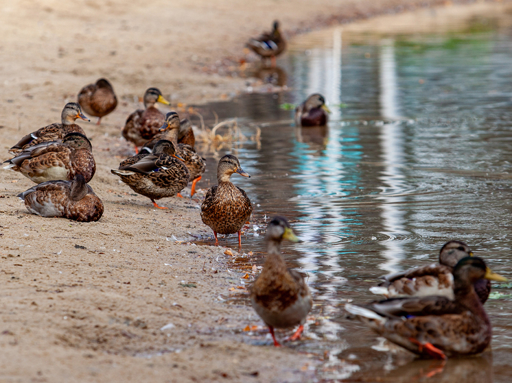 Коктейли из лекарств в водоемах ускорили устойчивость к антибиотикам