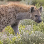 Найдены останки «ужасной» гиены, которая в Закавказье охотилась на предков жирафов