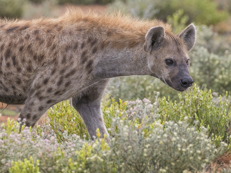Найдены останки «ужасной» гиены, которая в Закавказье охотилась на предков жирафов