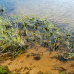 Необычную пользу от водорослей установили московские и ярославские исследователи