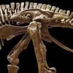 Один из самых важных этапов истории: найдены останки последних выживших динозавров