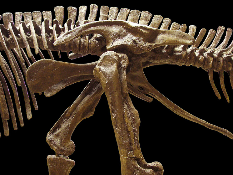 Один из самых важных этапов истории: найдены останки последних выживших динозавров