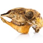 Одна древняя кость поменяла историю исчезновения мегафауны на целом континенте