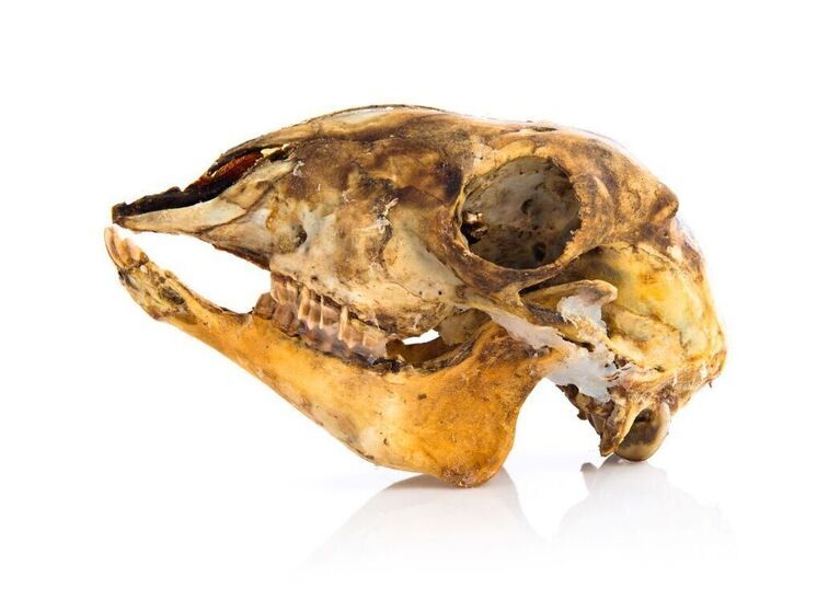 Одна древняя кость поменяла историю исчезновения мегафауны на целом континенте