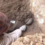 Окаменелости рук доисторического вымершего «Щелкунчика» выявили удивительные особенности