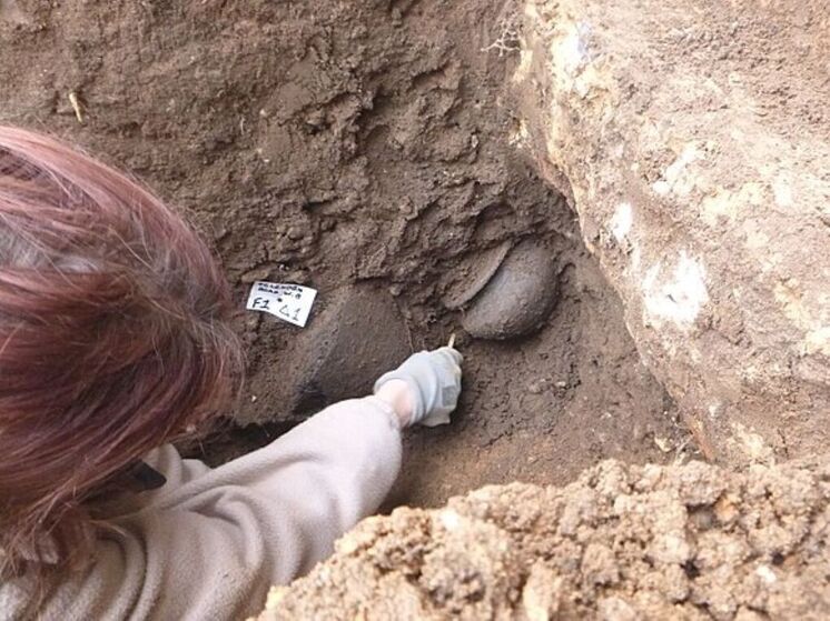 Окаменелости рук доисторического вымершего «Щелкунчика» выявили удивительные особенности