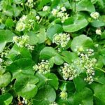 Открыт простой способ лечения выпадения волос