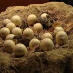 Палеонтологи нашли яйцо динозавра с сенсационным содержимым