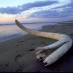 Сибирские ученые изучают бивни мамонтов с помощью «цифрового скальпеля»