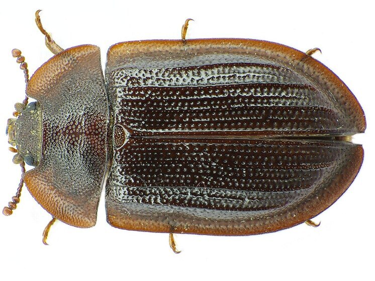 Учеными обнаружен неизвестный вид темнотелок, вымерших десятки миллионов лет назад