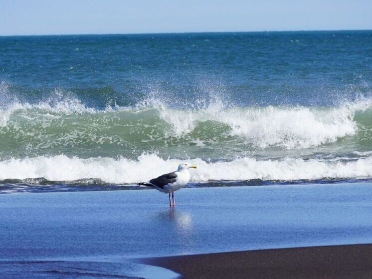 Землетрясение магнитудой 6,3 зафиксировали у берегов Камчатки