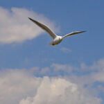 Чайки переносят в желудках микропластик и отравляют им рыбу