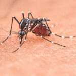 Дроны научили охотиться и разрывать комаров на части