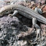 Эволюционный механизм рептилий назвали ключом к разработке методов лечения камней в почках