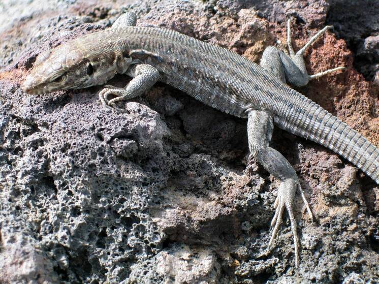 Эволюционный механизм рептилий назвали ключом к разработке методов лечения камней в почках