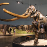 Генетическая экспертиза раскрыла подробности о последних мгновениях жизни мамонта 40 000 лет назад