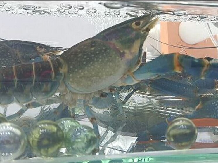 Молодые российские учёные создали быстро растущих членистоногих