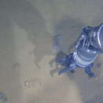 Обнаружены микробы, живущие в высокощелочной среде возле Марианской впадины