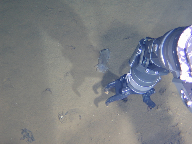 Обнаружены микробы, живущие в высокощелочной среде возле Марианской впадины