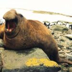 Птичий грипп уничтожил половину гигантских морских слонов в Антарктике