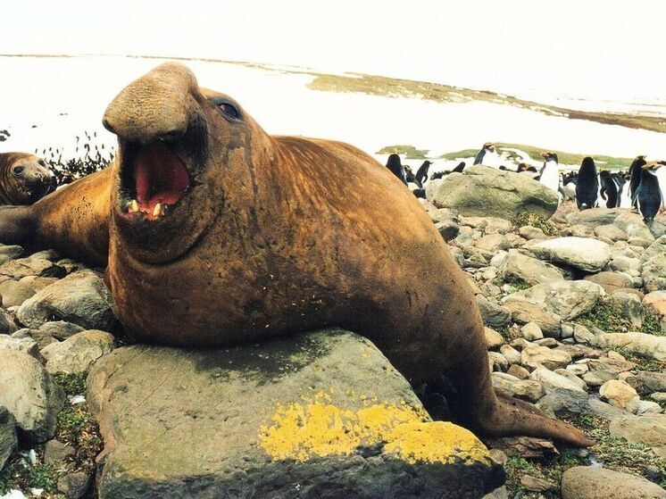 Птичий грипп уничтожил половину гигантских морских слонов в Антарктике