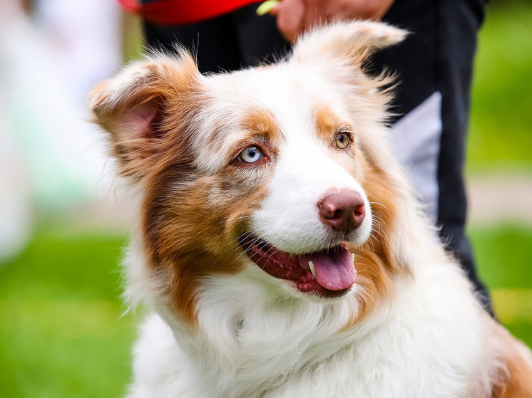 Совсем как люди: выявлена предрасположенность собак к аутизму