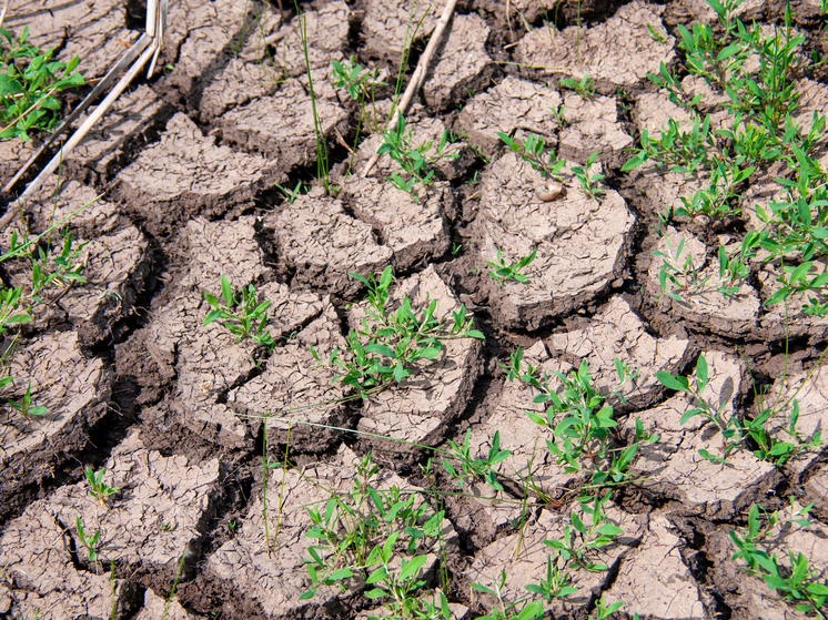 Средство от опустынивания: ученые рассказали о новом проекте поворота северных рек