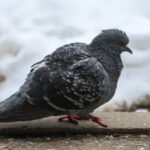 Стаю голубей-киборгов успешно испытали в Москве