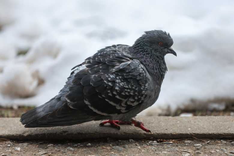 Стаю голубей-киборгов успешно испытали в Москве