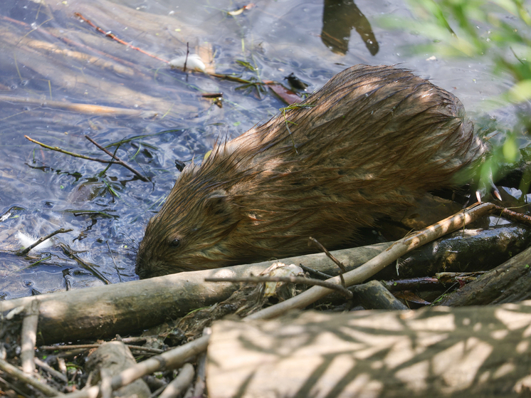 Ученые сделали неожиданное открытие об интимных привычках выхухолей