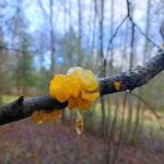 Встреча со странным грибом повергла жительницу Истры в дрожь