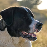 Зоофил запытал алабая до смерти: извращенца депортируют из Европы в Россию