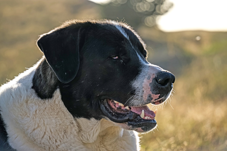 Зоофил запытал алабая до смерти: извращенца депортируют из Европы в Россию