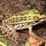 Японское земноводное поглощало гигантских шершней и игнорировало множественные укусы в рот и глаза