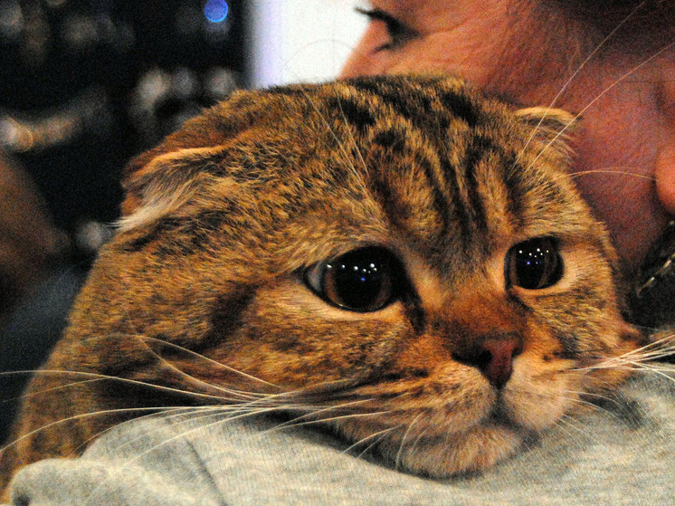 Новые генетические данные изменили историю одомашнивания кошек: прибыли во времена Римской империи