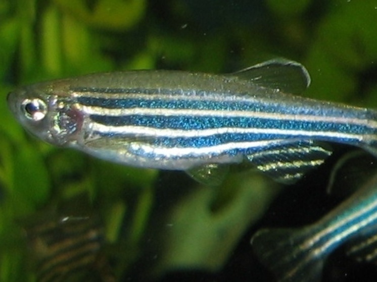 Склонность людей к стрессу помогут определять тропические рыбки