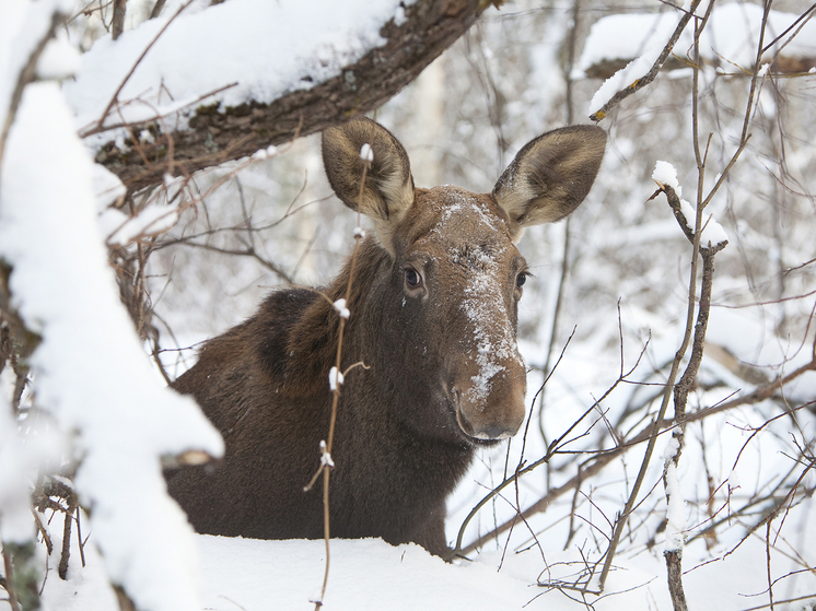 Ученые установили: химический состав организмов животных за столетие заметно изменился