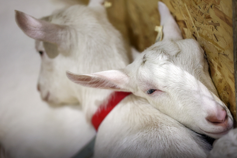 Ученые выделили ДНК домашней козы из кожи эпохи неолита