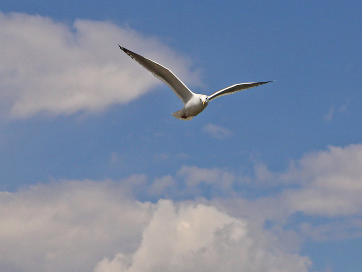 Чайки переносят в желудках микропластик и отравляют им рыбу