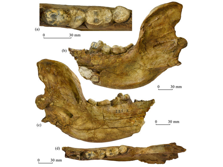 Найдены останки уникального медведя по имени Уракан