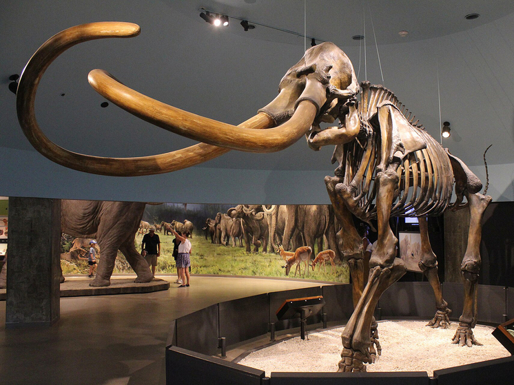 Ученые выяснили правду о смерти сибирского мамонта