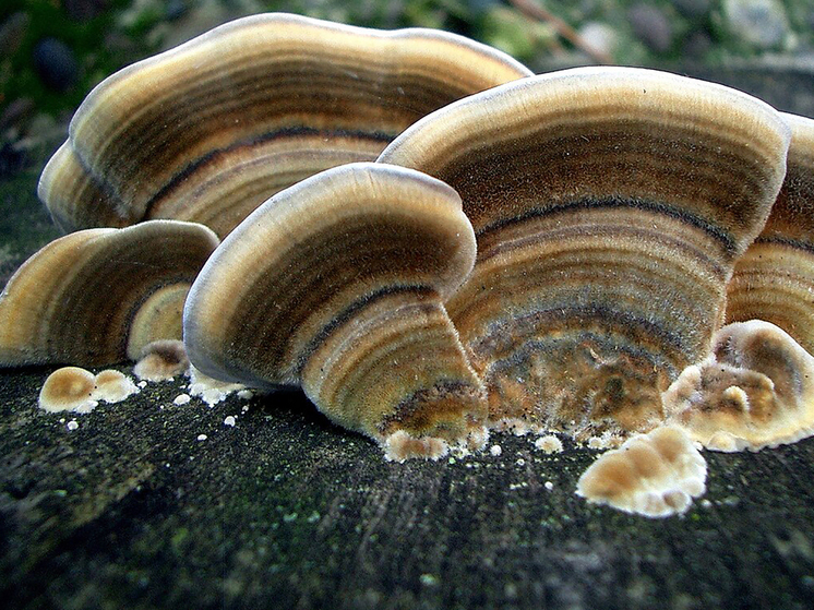 Выявлено необычное свойство грибов-трутовиков: помогают от ожогов