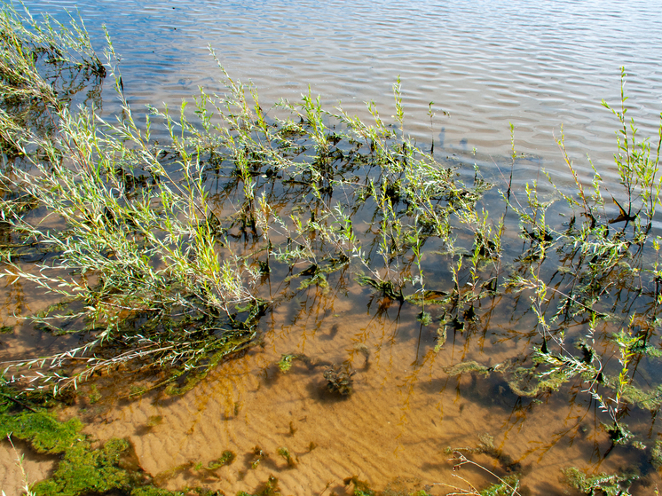Микроводоросли из Енисея помогут очистить воздух в космических кораблях