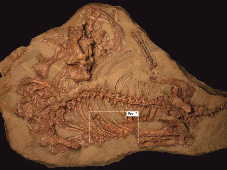 Вяткозух из Кировской области сохранил в желудке останки своей жертвы