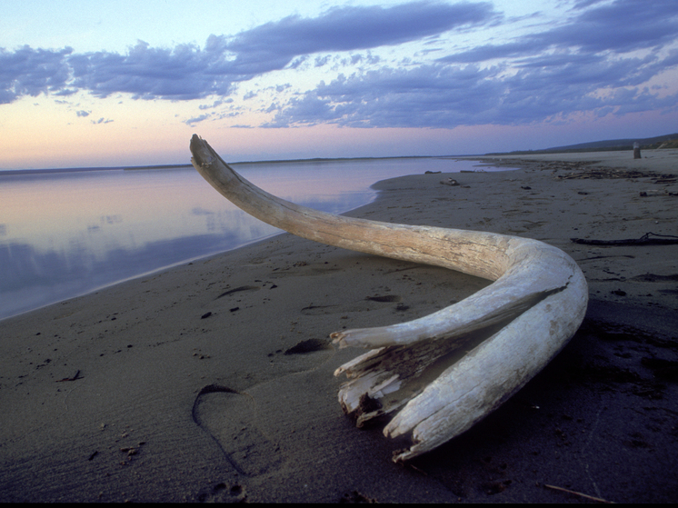 Выяснить, чем болели вымершие животные, поможет компьютерная томография