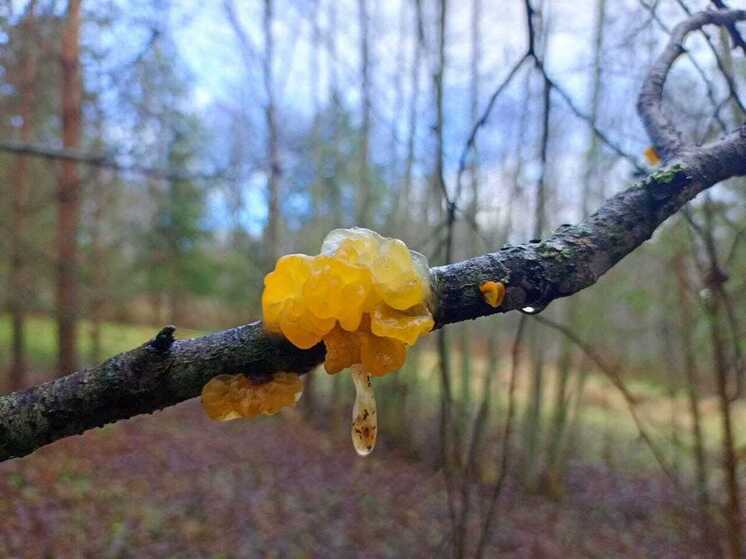 Жительница Истры нашла в лесу похожий на мармелад съедобный гриб